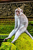 Makaken-Affe im Affenwald, Ubud, Bali, Indonesien