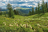 Canada, Alberta, Banff National Park. Mountain landscape and western anemone plants in Banff Sunshine Meadows.