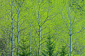 Canada, Alberta, Jasper National Park. Spring foliage in forest.