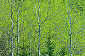 Kanada, Alberta, Jasper-Nationalpark. Frühlingslaub im Wald.