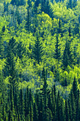 Kanada, Alberta, Jasper-Nationalpark. Frühlingslaub in einem Wald am Berghang.