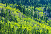 Kanada, Alberta, Jasper-Nationalpark. Frühlingslaub in einem Wald am Berghang.