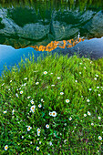 Canada, Alberta, Banff National Park. Peak of Cascade Mountain reflected in Cascade Pond.