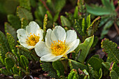 Kanada, Alberta, Banff-Nationalpark. Berg-Auenblumen in Sunshine Meadows.