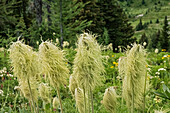 Kanada, Alberta, Banff-Nationalpark. Samenköpfe von weißen Wiesenschaumkrautblüten in Sunshine Meadows.