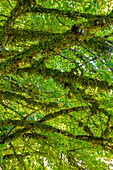 Canada, British Columbia, Inside Passage. Moss-covered trees on Village Island.