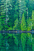 Canada, British Columbia, Inside Passage. Forest reflection in water.