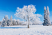 Canada, Manitoba, Birds Hill Provincial Park. Hoarfrost-covered trees.