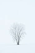 Canada, Manitoba, Dugald. Hoarfrost, covered plains cottonwood tree in fog.