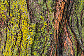 Canada, Manitoba, Winnipeg. Lichens on maple tree.
