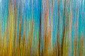 Canada, Manitoba, Winnipeg. Abstract of trees in Seine River Forest.