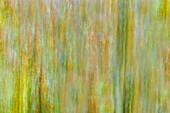 Canada, Manitoba, Winnipeg. Abstract of trees in Seine River Forest.