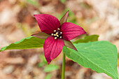 Canada, Ontario, Algonquin Provincial Park. Red trillium flower in spring.