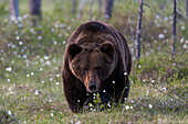A European brown bear, Ursus arctos, walking in a meadow of blooming cotton grass. Kuhmo, Oulu, Finland.