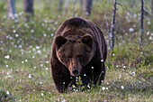 Ein Europäischer Braunbär, Ursus arctos, geht auf einer Wiese mit blühendem Baumwollgras spazieren. Kuhmo, Oulu, Finnland.