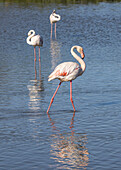 Saintes-Maries-de-la-Mer, Bouches-du-Rhone, Provence-Alpes-Cote d'Azur, Frankreich. Flamingos im Ornithologischen Park von Pont de Gau.