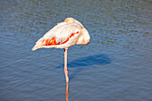 Saintes-Maries-de-la-Mer, Bouches-du-Rhone, Provence-Alpes-Cote d'Azur, Frankreich. Flamingo im ornithologischen Park von Pont de Gau.