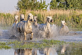 Saintes-Maries-de-la-Mer, Bouches-du-Rhone, Provence-Alpes-Cote d'Azur, Frankreich. Pferde laufen durch die Sümpfe der Camargue.