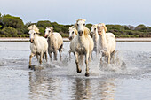 Saintes-Maries-de-la-Mer, Bouches-du-Rhone, Provence-Alpes-Cote d'Azur, France. Herd of horses running through the marshes of the Camargue.
