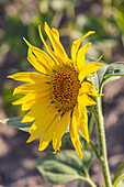 Camargue Nord, Arles, Bouches-du-Rhone, Provence-Alpes-Cote d'Azur, France. Sunflower in a field in Provence.