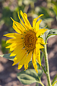 Camargue Nord, Arles, Bouches-du-Rhone, Provence-Alpes-Cote d'Azur, Frankreich. Sonnenblume auf einem Feld in der Provence.