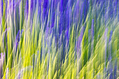 Aurel, Vaucluse, Alpes-Cote d'Azur, France. Motion blur view of a lavender field.