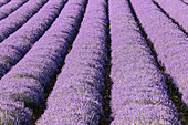 Aurel, Vaucluse, Alpes-Cote d'Azur, France. Rows of lavender growing in southern France.