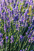 Ferrassieres, Drome, Auvergne-Rhone-Alpes, France. Close up of lavender growing in the south of France.