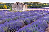 Saint-Christol, Vaucluse, Provence-Alpes-Cote d'Azur, France. Small stone building in a lavender field.