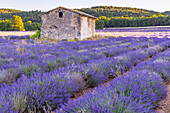 Saint-Christol, Vaucluse, Provence-Alpes-Cote d'Azur, Frankreich. Kleines Steingebäude in einem Lavendelfeld.