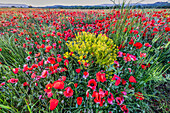 Provincial poppies, France