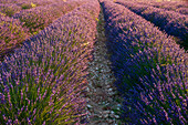 A field of Lavender, in bloom. Sault, Provence, France.