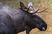 Close-up portrait of a captive Eurasian elk, Alces alces. Bayerischer Wald National Park, Bavaria, Germany.