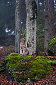 A European lynx, sitting atop a mossy boulder in a scenic forest. Bayerischer Wald National Park, Bavaria, Germany.