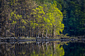 Irland. Spiegelungen im Wald und am Felsufer des Lake Cummeenduff.