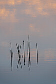 Ireland, Cork, Gougane Barra. Reeds reflecting in water.