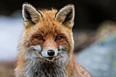 Close-up portrait of a red fox, Vulpes vulpes. looking at the camera. Aosta, Valsavarenche, Gran Paradiso National Park, Italy.