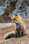 A red fox, Vulpes vulpes. looking at the distance. Aosta, Valsavarenche, Gran Paradiso National Park, Italy.