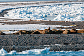 A walrus colony basks on a strip of land amid ice floe in the Arctic. Moffen, Svalbard, Norway.