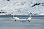 Zwei Singschwäne, Cygnus cygnus, auf dem verschneiten und vereisten Ostadvatnet-See. Ostadvatnet-See, Lofoten-Inseln, Nordland, Norwegen.