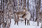 Ein Rentier, Rangifer tarandus, in einem verschneiten Wald. Bardu, Troms, Norwegen.