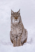 Portrait of a European lynx, sitting in the snow. Polar Park, Bardu, Troms, Norway.