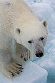 Ein Eisbär, Ursus maritimus. Nordpolare Eiskappe, Arktischer Ozean