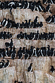 Alkefjellet cliffs full of breeding Brunnich's guillemots, Uria lomvia. Nordaustlandet, Svalbard, Norway