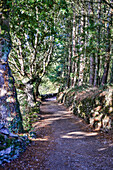 Spain, Galicia. Foggy morning on the Camino de Santiago between Morgade and Portomarin