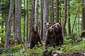 A female European brown bear, Ursus arctos, and her three cubs. Notranjska, Slovenia