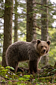 Ein europäischer Braunbär, Ursus arctos, steht und schaut in die Kamera. Notranjska-Wald, Innere Krain, Slowenien