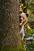 A European brown bear looks at the camera from behind a tree in Notranjska forest, Slovenia, where over 600 European bears live. Image taken from a hide. Notranjska forest, Inner Carniola, Slovenia