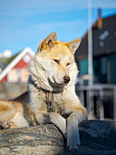 Sled dog in the small town Uummannaq. During winter the dogs are still used as dog teams to pull sledges of fishermen. Greenland, Danish Territory