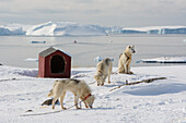 Greenland dogs, a breed of husky, with Disko Bay in the background. Ilulissat, Greenland.
